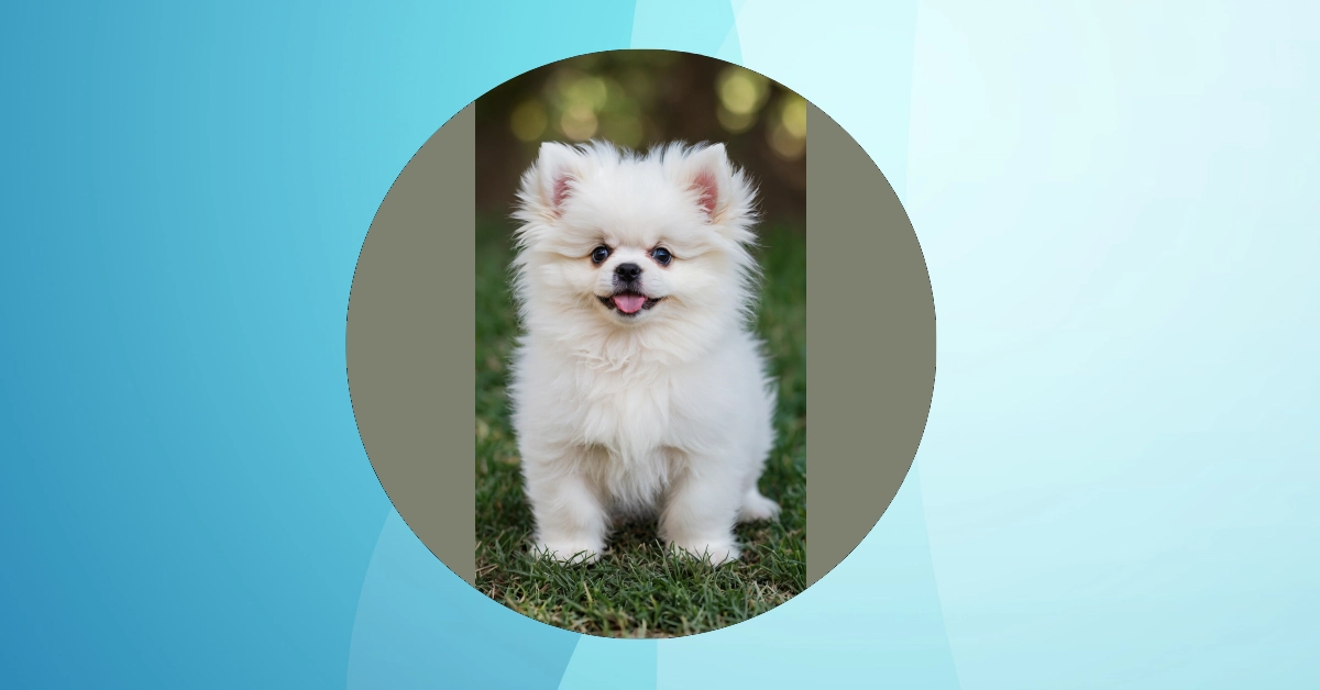 12 Puppy Wallpapers to Spoil Your Screens with Cuteness